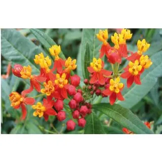 Compra ASCLEPIAS RED BUTTERFLY (1.000 semințe) en la tienda online Fito Agrícola