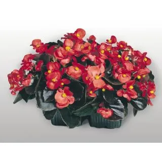 Compra BEGONIA COCKTAIL TEQUILA® F1 ROJA Pildorada Hoja Bronce (1.000 semințe) en la tienda online Fito Agrícola