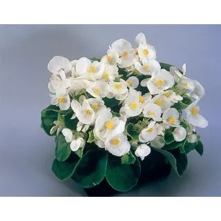 Compra BEGONIA SUPER OLYMPIA® F1 ALBĂ PILDORATĂ (1.000 Semințe) en la tienda online Fito Agrícola