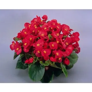 Compra BEGONIA SUPER OLYMPIA® F1 ROJA Pildorada (1.000 semințe) en la tienda online Fito Agrícola