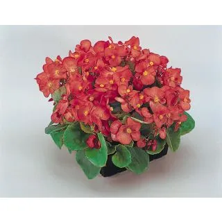 Compra BEGONIA SUPER OLYMPIA® F1 ROSA Pildorada (1.000 semințe) en la tienda online Fito Agrícola