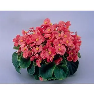 Compra BEGONIA SUPER OLYMPIA® F1 ROSA DESCHIS Pildorată (1.000 Semințe) en la tienda online Fito Agrícola