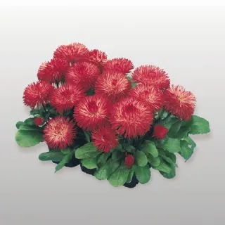Compra BELLIS (MARGARITA DE LOS PRADOS) HABANERO® ROJA Pildorada (1000 semințe). en la tienda online Fito Agrícola
