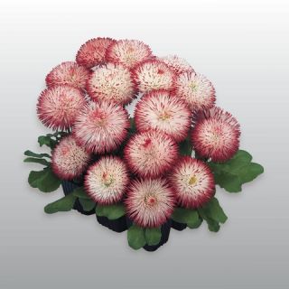 Compra BELLIS (MARGARITA DE LOS PRADOS) HABANERO® ROJA Y BLANCA Pildorada (1000 Semillas). en la tienda online Fito Agrícola