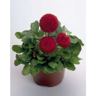 Compra BELLIS (MARGARITA DE LOS PRADOS) TASSO® ROJA Pildorada (1000 semințe). en la tienda online Fito Agrícola
