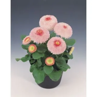 Compra BELLIS (MARGARITA DE PRET) TASSO® ROSA Pildorată (1000 Semințe). en la tienda online Fito Agrícola