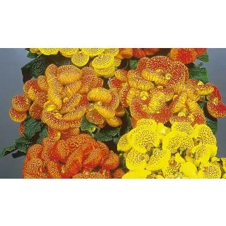 Compra CALCEOLARIA RUGOSA DAINTY F1 Pildorată (1000 Semințe). en la tienda online Fito Agrícola