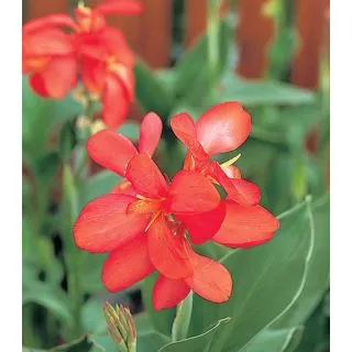 Compra CANNA TROPICAL RED (50 semințe). en la tienda online Fito Agrícola