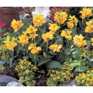 Compra CANNA TROPICAL YELLOW (50 semințe). en la tienda online Fito Agrícola