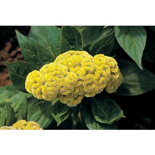 Compra CRESTA DE GALLO RAFIKI YELLOW (1000 Semillas). en la tienda online Fito Agrícola