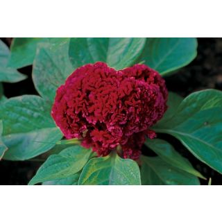 Compra CRESTA DE GALLO RAFIKI RED (1000 Semillas). en la tienda online Fito Agrícola