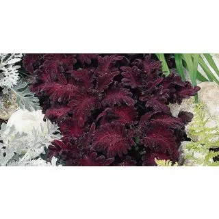 Compra COLEO BLACK DRAGON (1000 semințe). en la tienda online Fito Agrícola