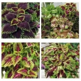 Compra COLEO KONG MOSAIC® Pildorada (500 semințe). en la tienda online Fito Agrícola