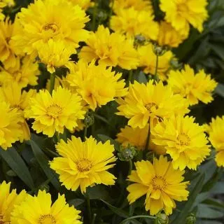 Compra COREOPSIS PRESTO® (1000 semințe). en la tienda online Fito Agrícola