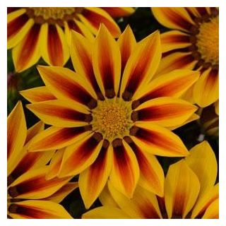 Compra GAZANIA NEW DAY ® RED STRIPE F1 (1000 Semillas). en la tienda online Fito Agrícola