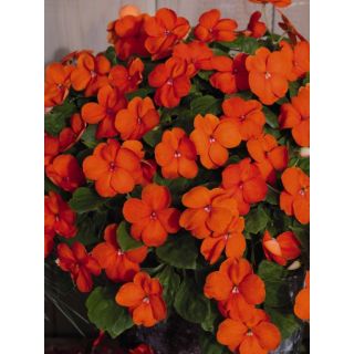 Compra IMPATIENS LOLLIPOP ORANGE F1 (1000 Semillas). en la tienda online Fito Agrícola