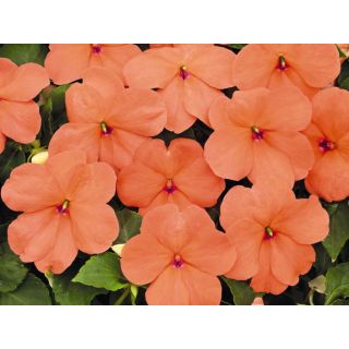 Compra IMPATIENS LOLLIPOP PEACH SALMON F1 (1000 Semillas). en la tienda online Fito Agrícola