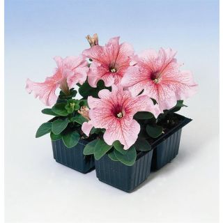 Compra PETUNIA BOGORIA ROSE VEINED F1 Pildorada (1000 Semillas). en la tienda online Fito Agrícola