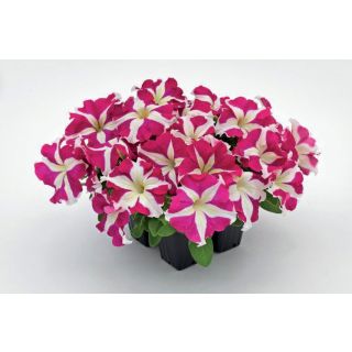 Compra PETUNIA HULAHOO STAR ROSE F1 Pildorada (1000 Semillas). en la tienda online Fito Agrícola