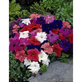 Compra PETUNIA LIMBO MIX F1 Pildorada (1000 Semillas). en la tienda online Fito Agrícola
