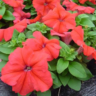 Compra PETUNIA LIMBO ROJA F1 Pildorada (1000 Semillas). en la tienda online Fito Agrícola