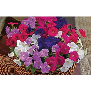 Compra PETUNIA PICOBELLA MIX F1 Pildorada (1000 Semillas). en la tienda online Fito Agrícola