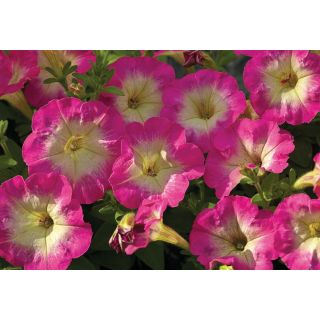 Compra PETUNIA PICOBELLA ROSE MORN F1 Pildorada (1000 Semillas). en la tienda online Fito Agrícola