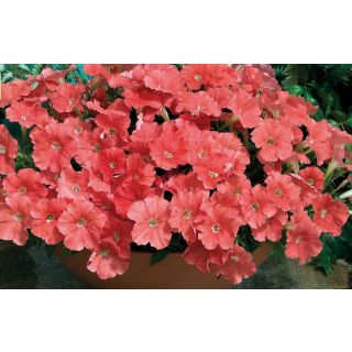 Compra PETUNIA PICOBELLA SALMON F1 Pildorada (1000 Semillas). en la tienda online Fito Agrícola