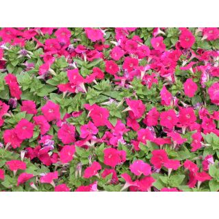 Compra PETUNIA NATRON BURGUNDY F1 Pildorada (1000 Semillas). en la tienda online Fito Agrícola