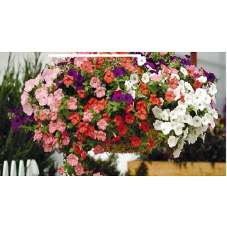 Compra PETUNIA EASY WAVE ® MIX F1 Pildorada (1000 Semillas). en la tienda online Fito Agrícola