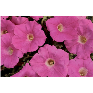 Compra PETUNIA EASY WAVE ® PINK F1 Pildorada (1000 Semillas). en la tienda online Fito Agrícola
