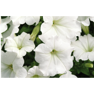 Compra PETUNIA EASY WAVE ® WHITE F1 Pildorada (1000 Semillas). en la tienda online Fito Agrícola