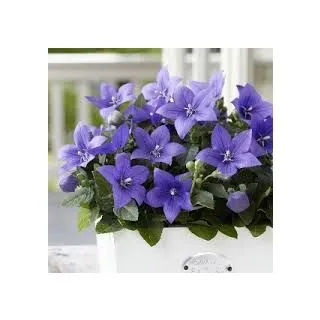 Compra CAMPANULA CHINEZEASCĂ ASTRA ALBASTRĂ F1 (1000 Semințe). en la tienda online Fito Agrícola