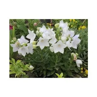 Compra CAMPANILLA CHINA ASTRA WHITE F1 (1000 semințe). en la tienda online Fito Agrícola