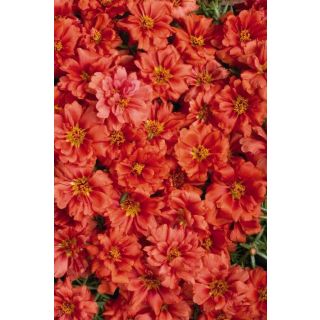 Compra PORTULACA (VERDOLAGA) DE FLOR SUNDIAL SCARLET F1 Pildorada (1000 Semillas). en la tienda online Fito Agrícola