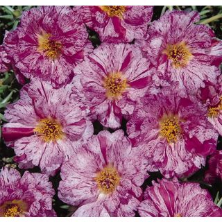 Compra PORTULACA (VERDOLAGA) DE FLOR SUNDIAL PEPPERMINT F1 Pildorada (1000 Semillas). en la tienda online Fito Agrícola