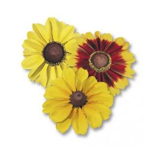 Compra RUDBECKIA TOTO ® MIX (1000 Semillas). en la tienda online Fito Agrícola