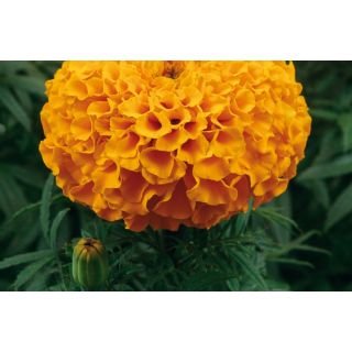 Compra TAGETE TAISHAN® ORANGE F1 (1.000 Semillas) en la tienda online Fito Agrícola