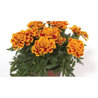 Compra TAGETE DURANGO ® BEE (1000 Semillas). en la tienda online Fito Agrícola