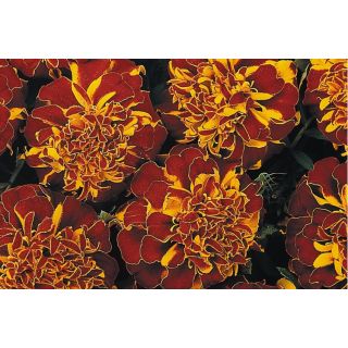 Compra TAGETE DURANGO ® FLAME (1000 Semillas). en la tienda online Fito Agrícola