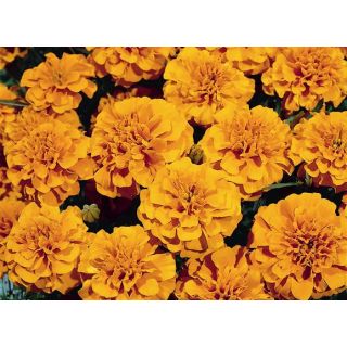 Compra TAGETE SUPER HERO ® ORANGE (1000 Semillas). en la tienda online Fito Agrícola