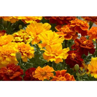 Compra TAGETE SAFARI MIX (1000 Semillas). en la tienda online Fito Agrícola