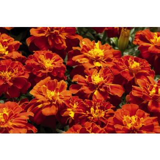 Compra TAGETE SAFARI RED (1000 Semillas). en la tienda online Fito Agrícola