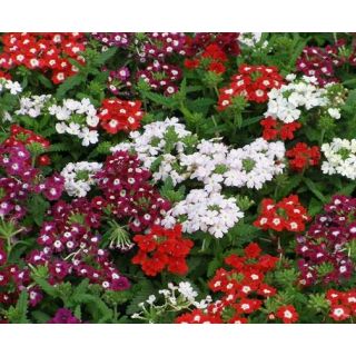 Compra VERBENA SPARKLE MIX F1 (10 gr.) en la tienda online Fito Agrícola