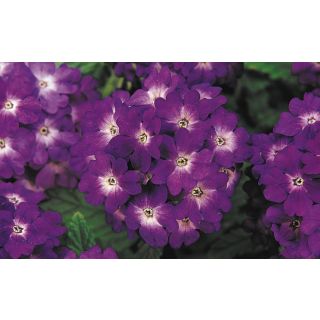 Compra VERBENA QUARTZ XP BLUE F1 (1000 Semillas). en la tienda online Fito Agrícola