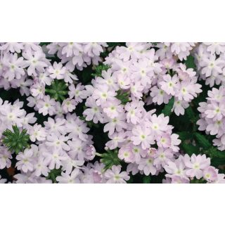 Compra VERBENA QUARTZ XP SILVER F1 (1000 Semillas). en la tienda online Fito Agrícola