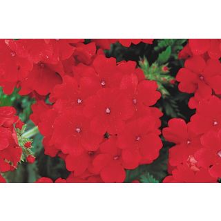 Compra VERBENA QUARTZ XP SCARLET F1 (1000 Semillas). en la tienda online Fito Agrícola
