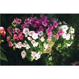 Compra VINCA CASCADE MIX F1 (1000 Semillas). en la tienda online Fito Agrícola