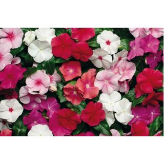 Compra VINCA PACIFICA XP MIX (1000 Semillas). en la tienda online Fito Agrícola