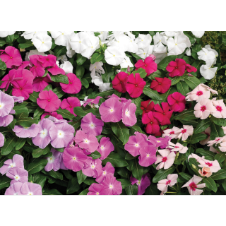 Compra VINCA CORA MIX F1 (1000 Semillas). en la tienda online Fito Agrícola